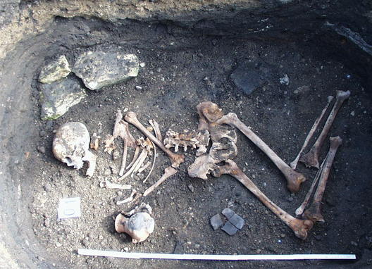 MUZEUM HOMOLUPULŮ